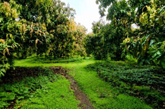 Tathastu Mango Valley, Ratnagiri